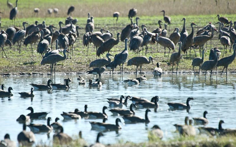 Creamer's Field — aurora viewing spot