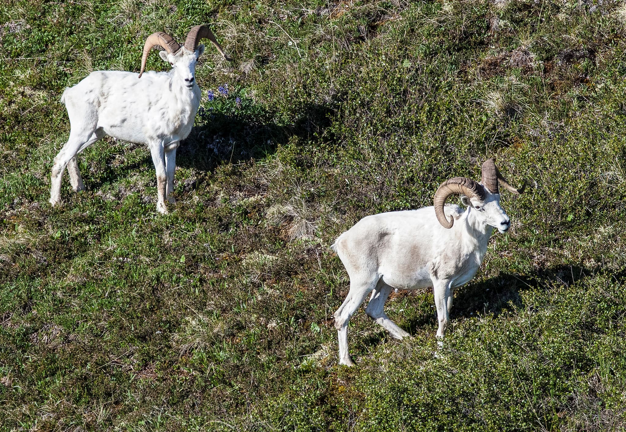 Cleary Summit (Steese Hwy) — aurora viewing spot